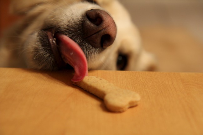 Biscuit de Saint-Valentin - Montreal, Quebec - Fevrier 2011