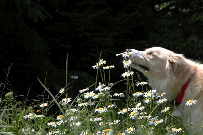 Odeur d'abeille - L'Ascension, Quebec - Juillet 2011