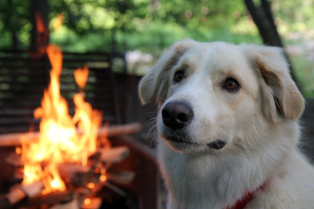 Camping canin - New-Hampshire - Juin 2011