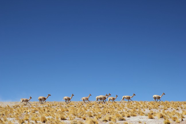 Course au sommet - Cordiliere des Andes, Chili - Novembre 2010